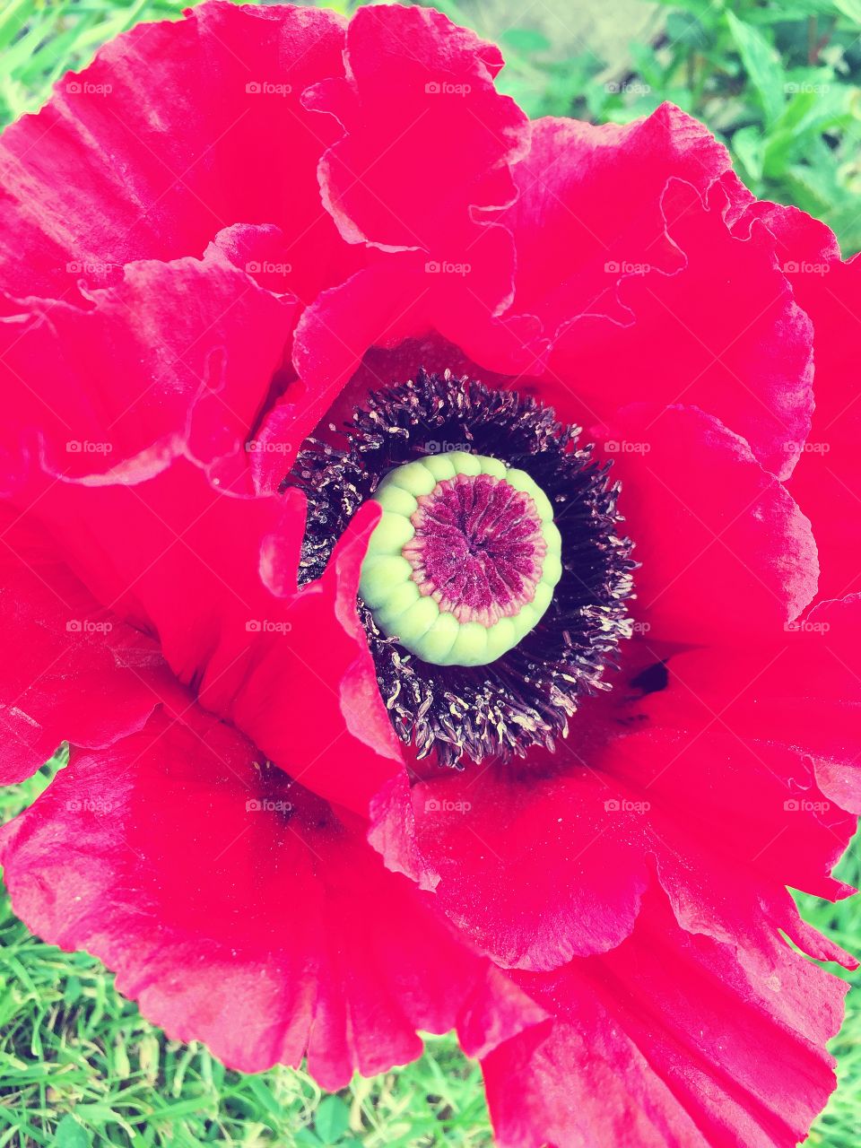 Beautiful red poppy. My favourite flower in my summer garden 