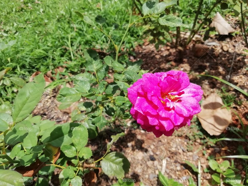 One thing you always  go crazy about #flowers