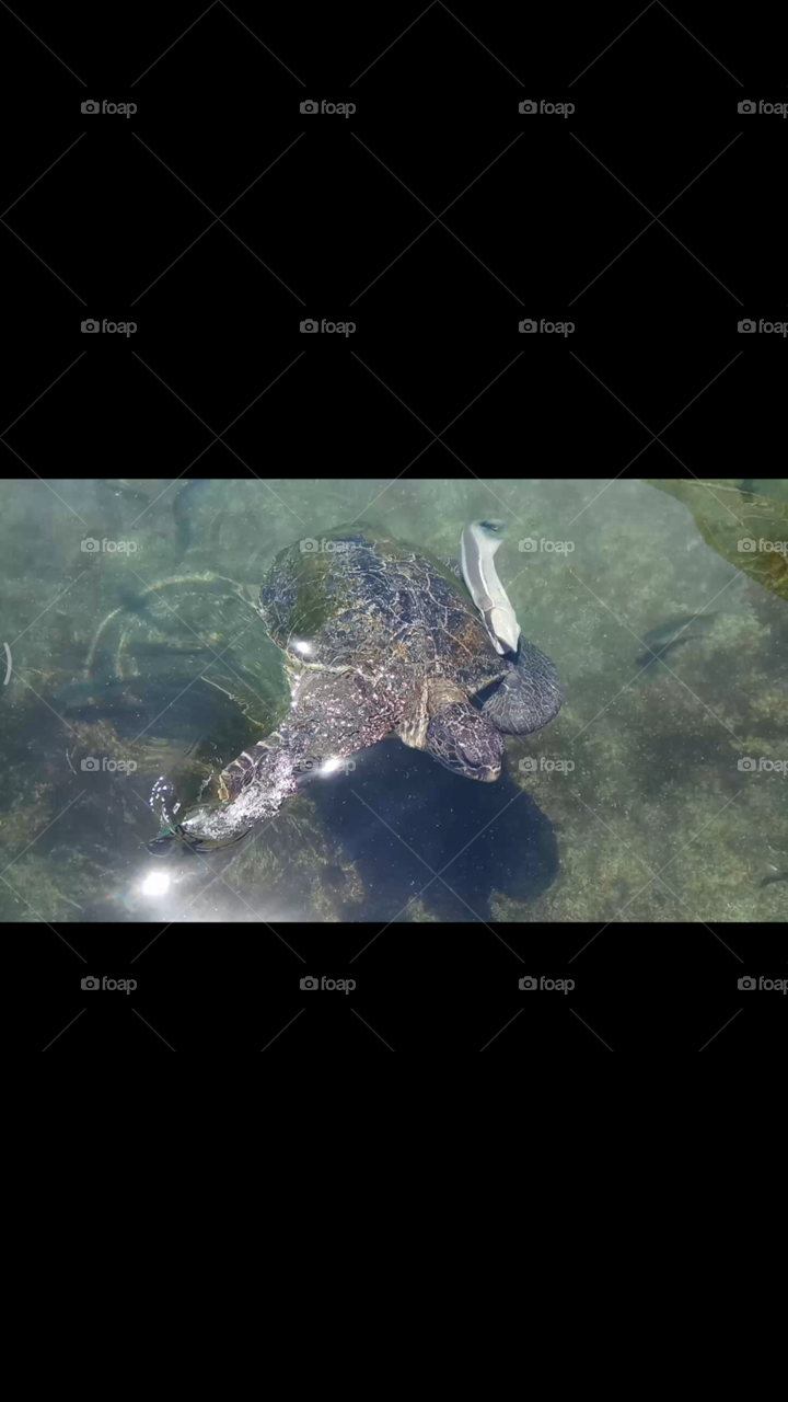 turtle with fish