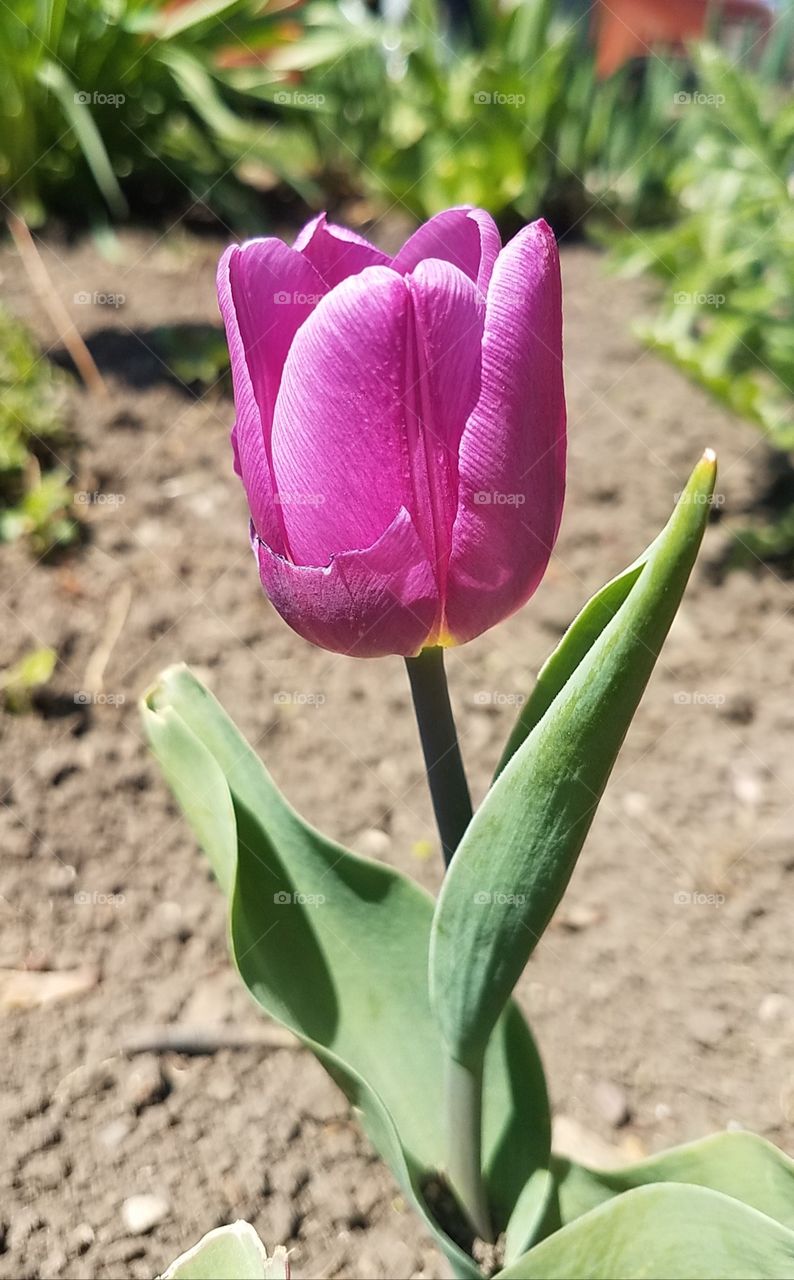 Tulip