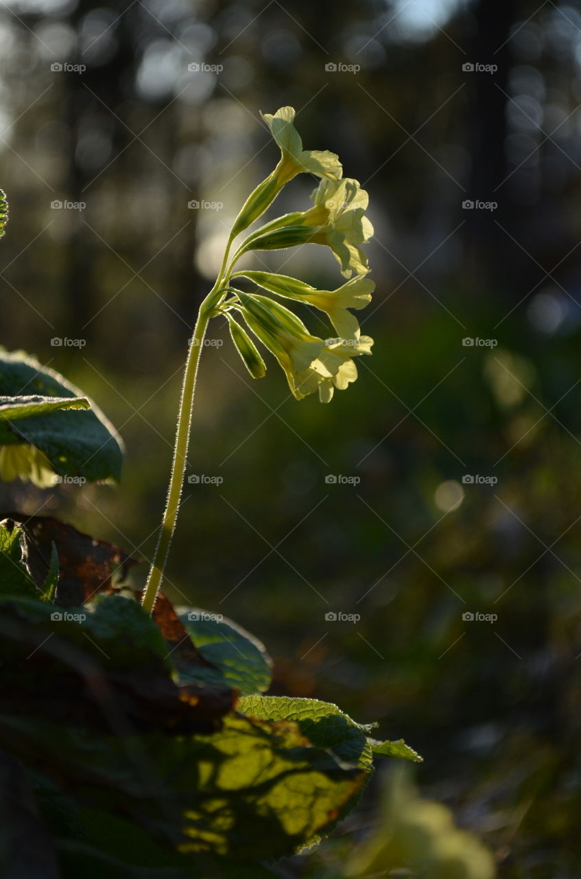 Yellow flower in the sunlight