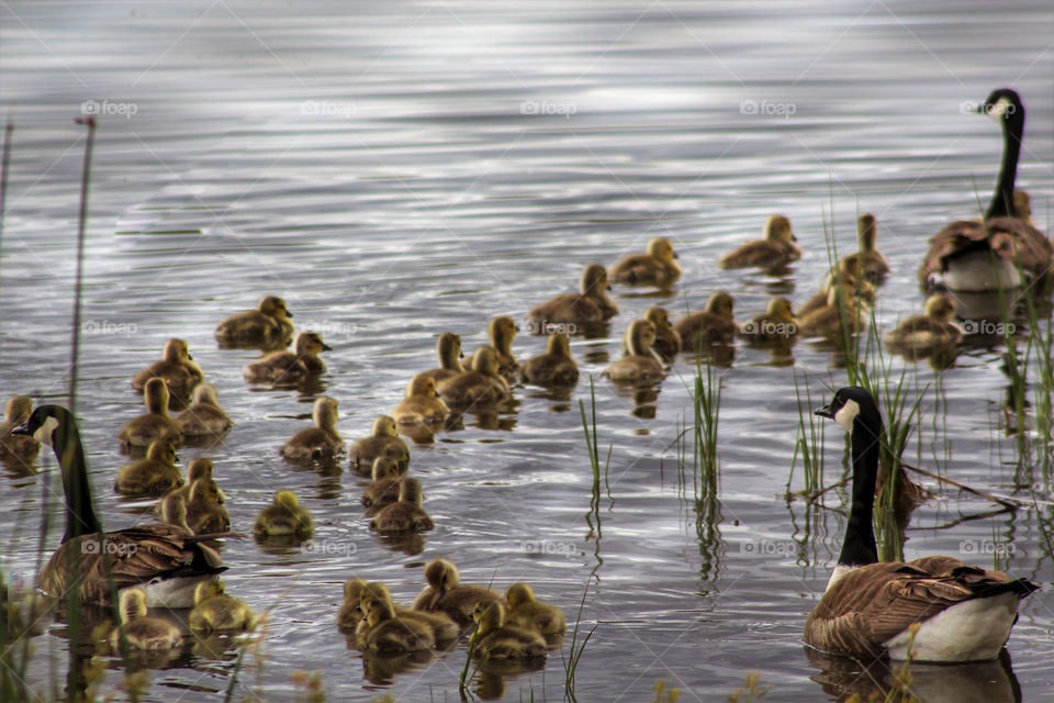 Goslings