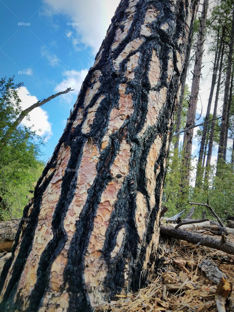 Zebra striped burn marks on pine trees