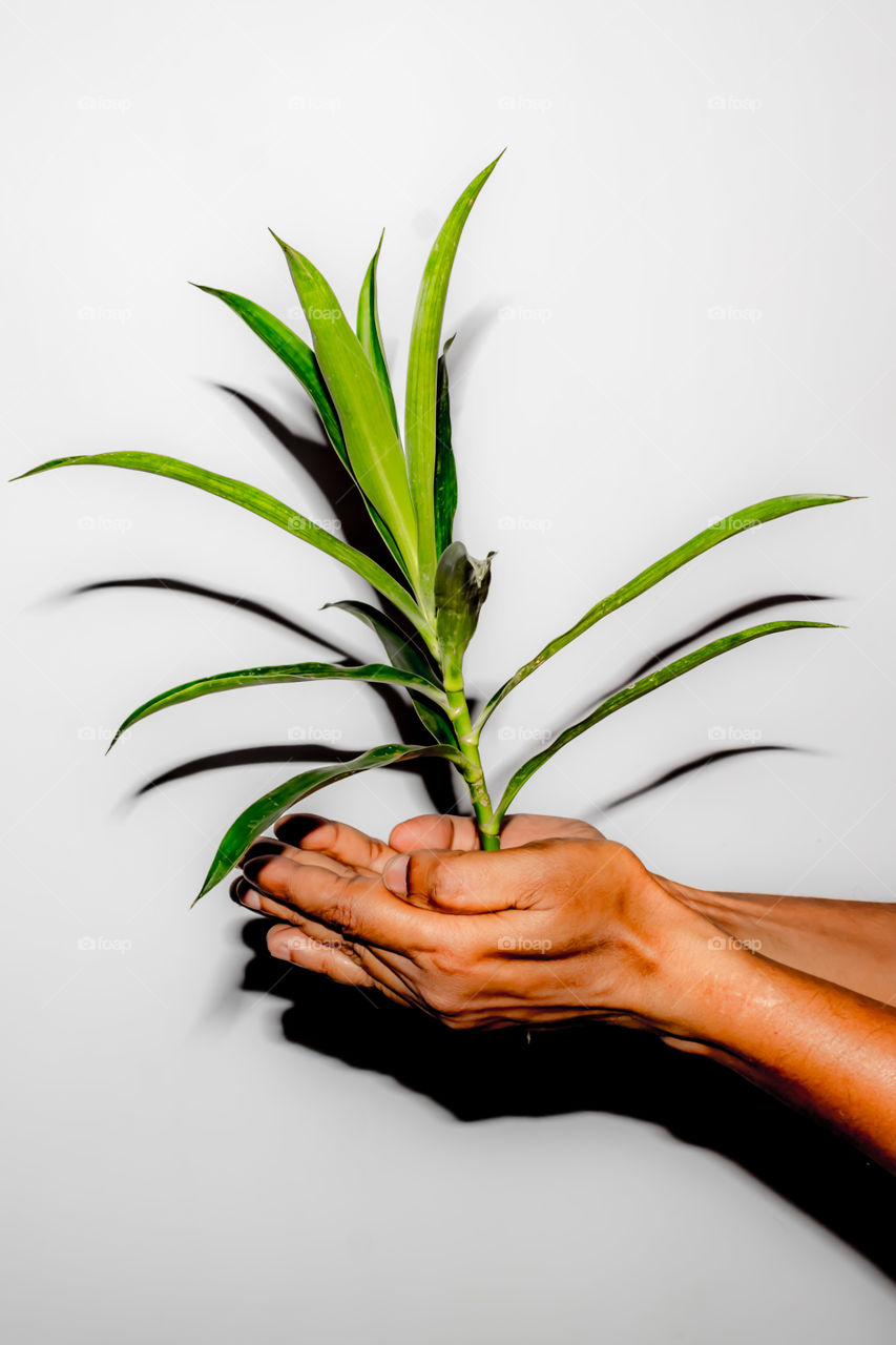 A man holding a beautiful and fresh growing green tree isolated on white background. Conceptual Image. Useful for save planet or environment protection or Business growth and development concept.