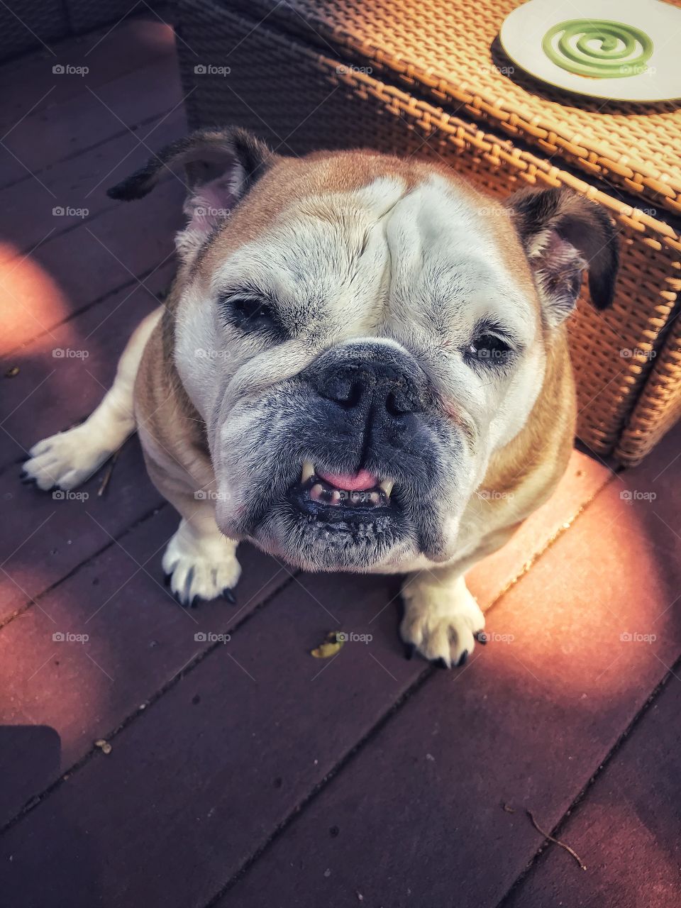 British Bulldog in the sun