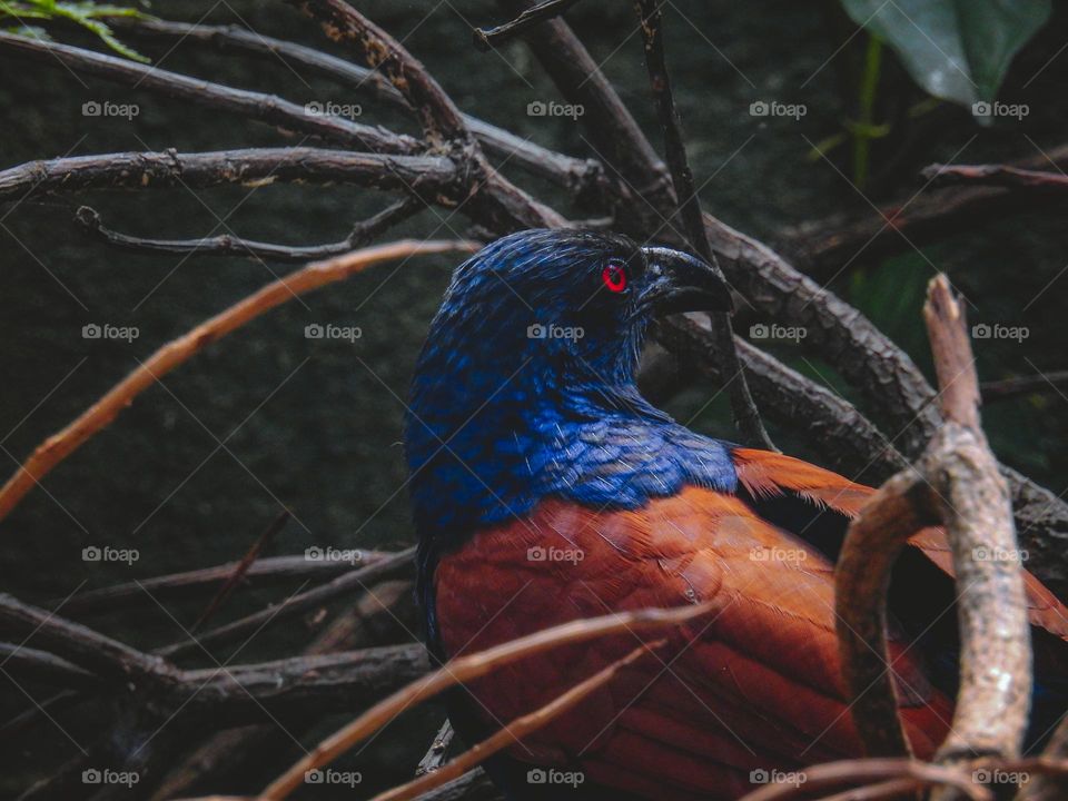 greater coucal