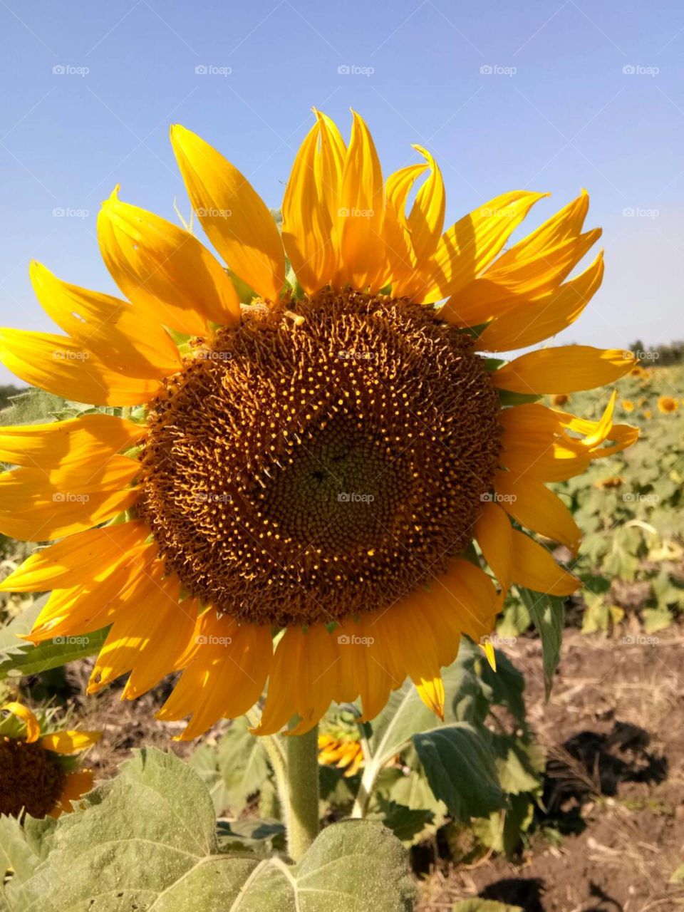 Big Sunflower