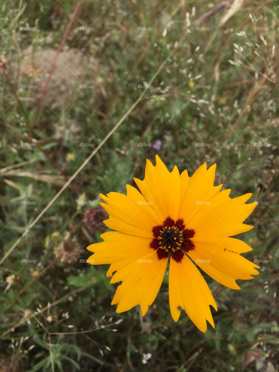 Little yellow flower 🌺 