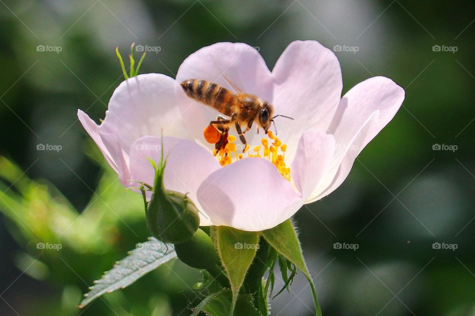 bee at the white flower