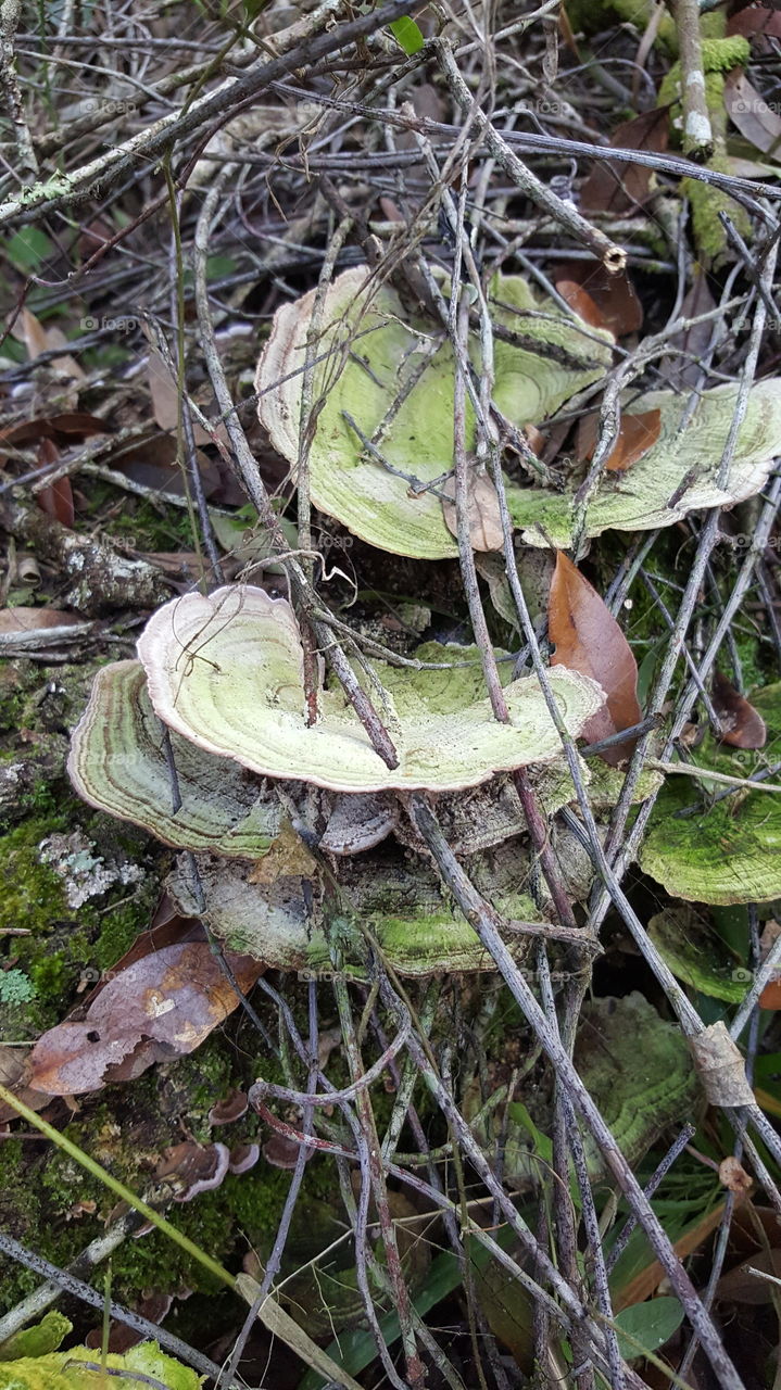 Fungus Grown Fairy Prison
