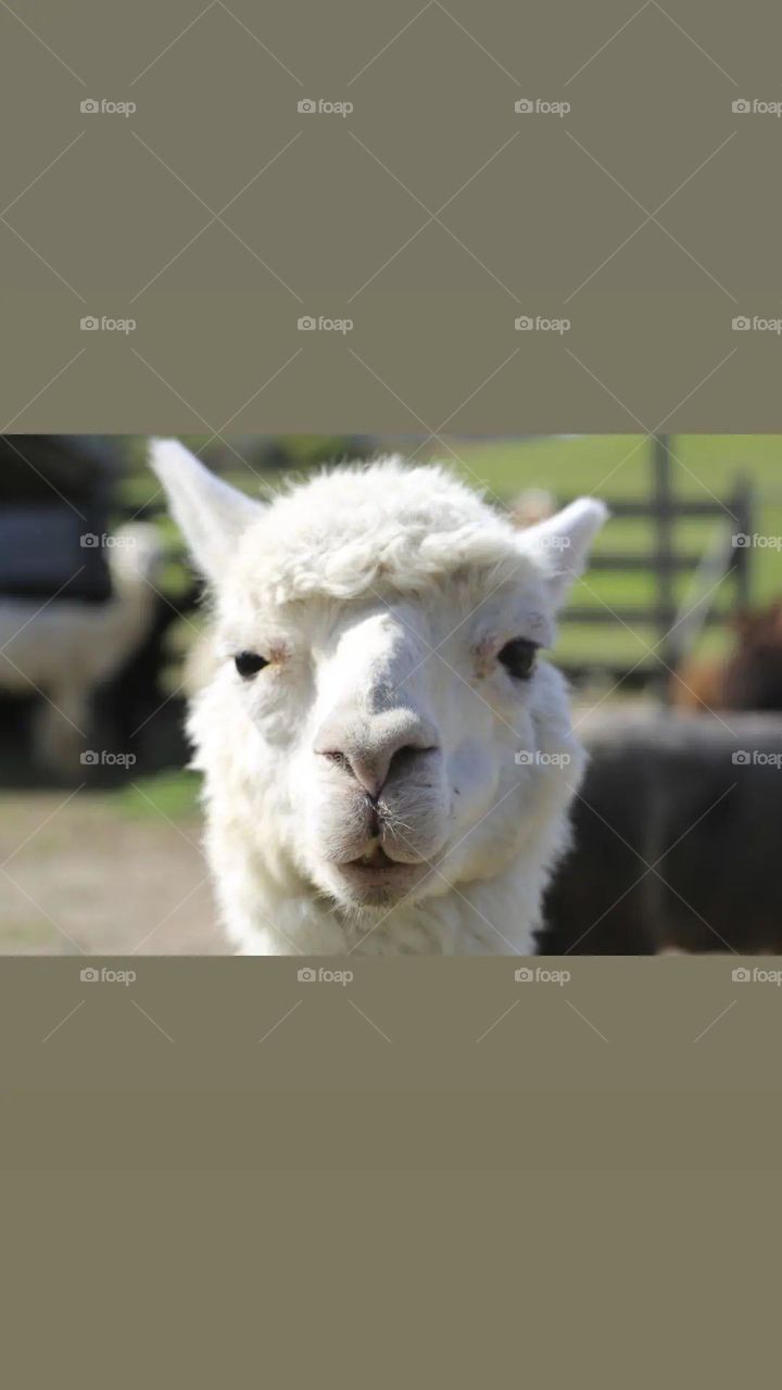Alpaca, such a happy face