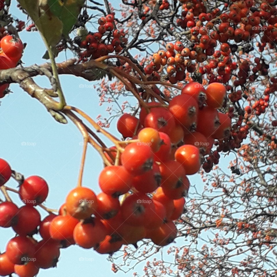 orange berries of Swedish rowan  on a sunny autumn day