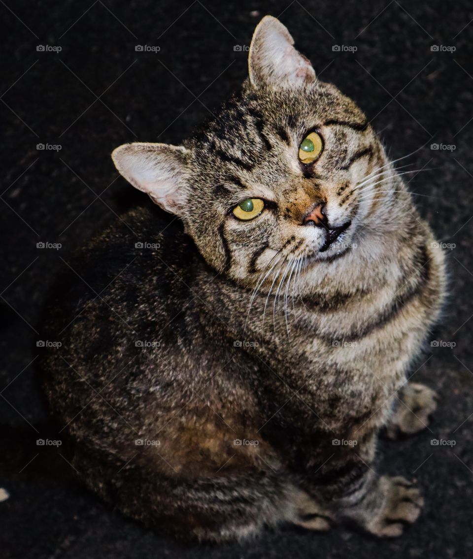 My cat after 10 years 😍