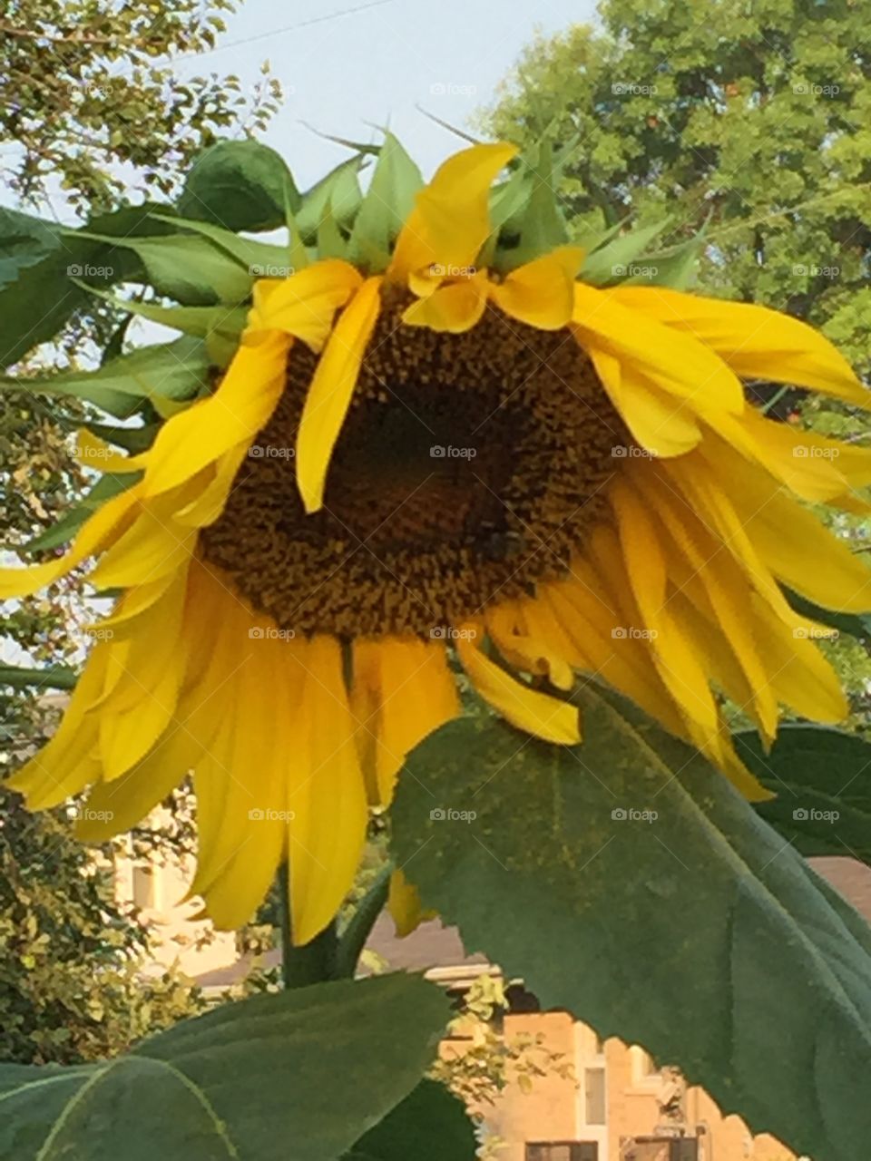 big yellow Sunflower