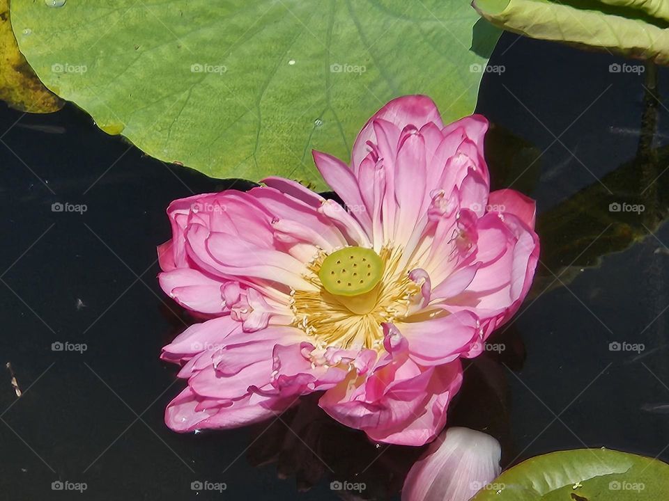 Lily Pad Flower