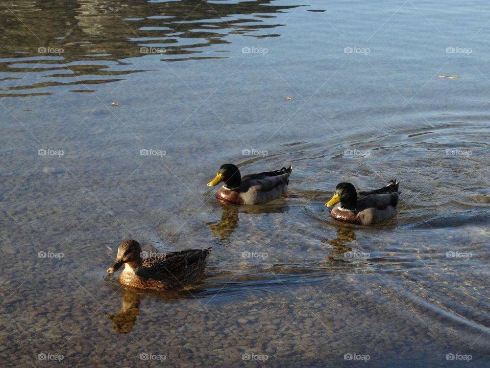 《Quack, quack, quack》