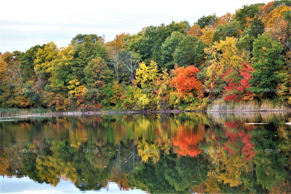 Lake Tree Reflection Fall