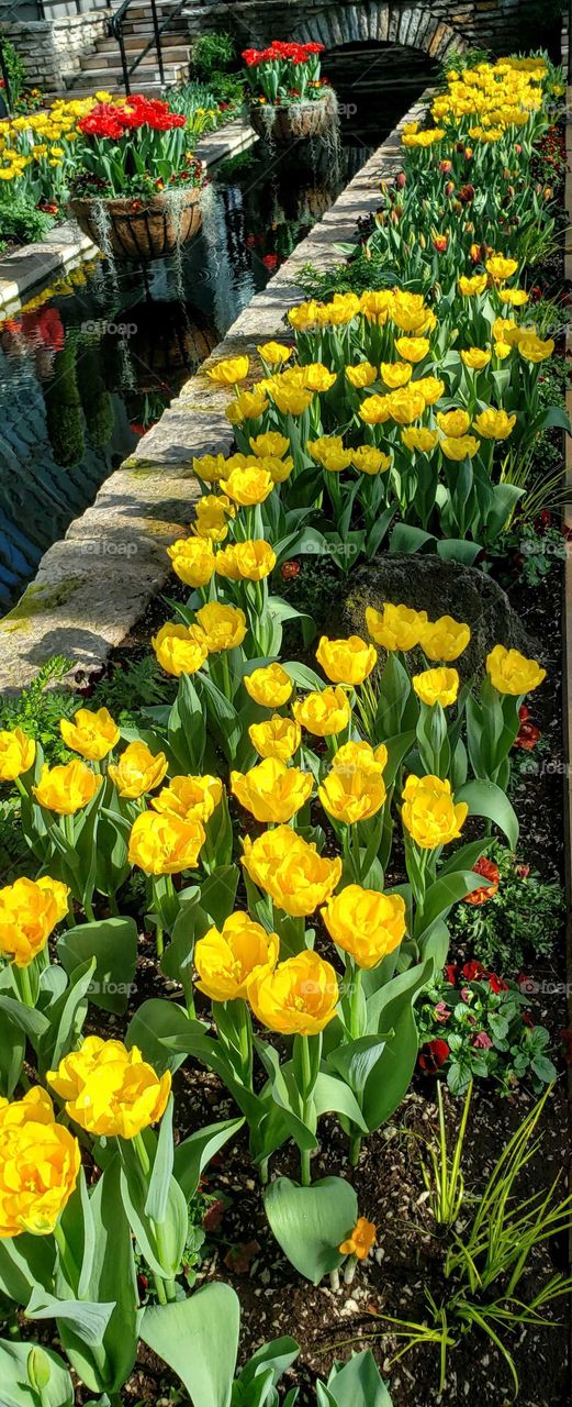 Yellow and Red Tulips have been found in a sunny spring garden with a nearby reflecting stream
