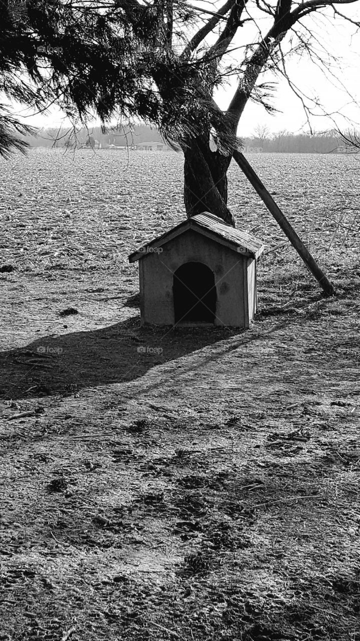 Lonely Dog House