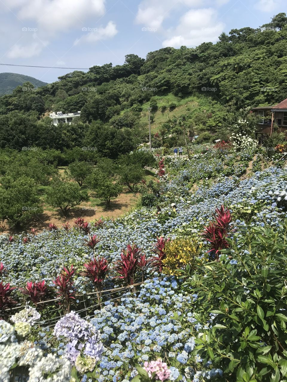 Hydrangea garden yohena Okinawa japan