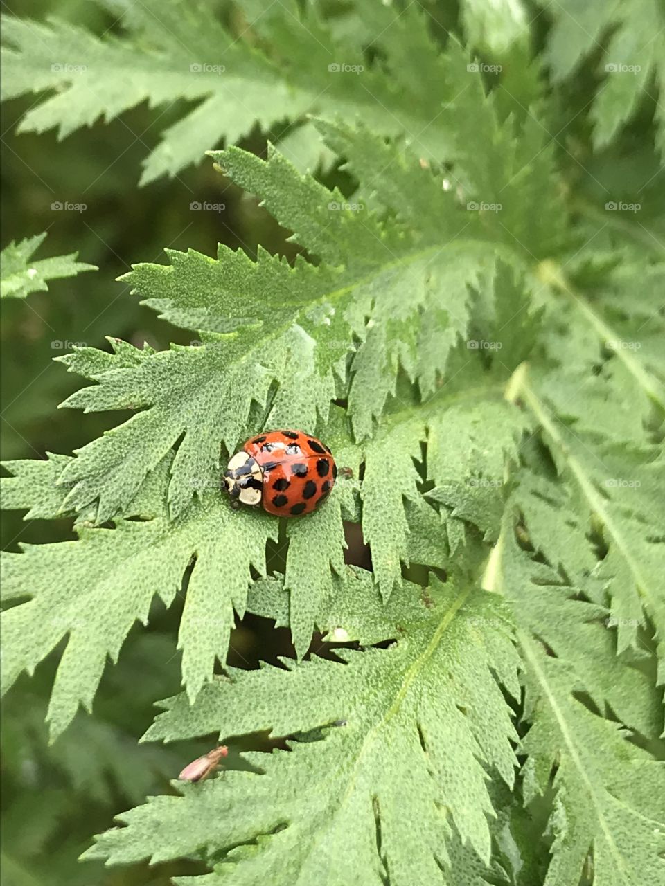 Close up of ladybug crawling in a community garden in Brevard, NC