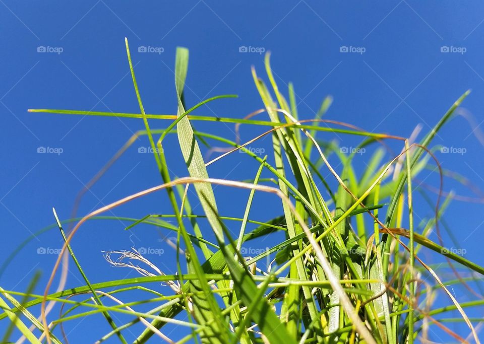 Grass pointing up!. Grass pointing up!