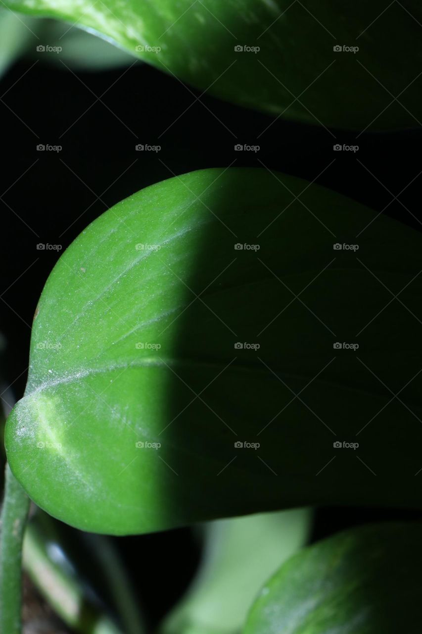 dark light combination