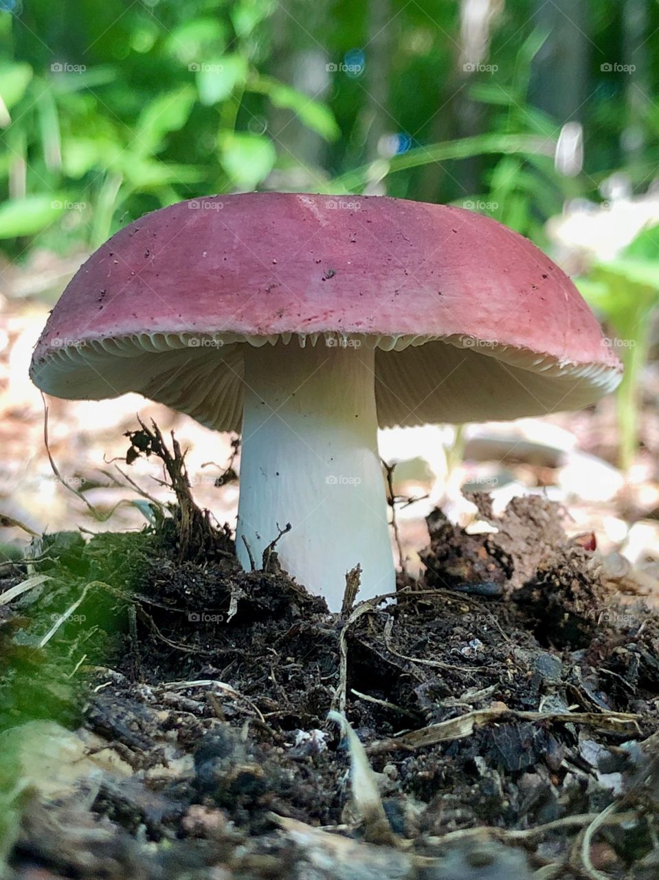 Mushroom 