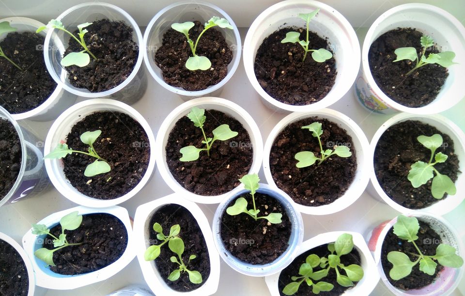 green young sprouts top view