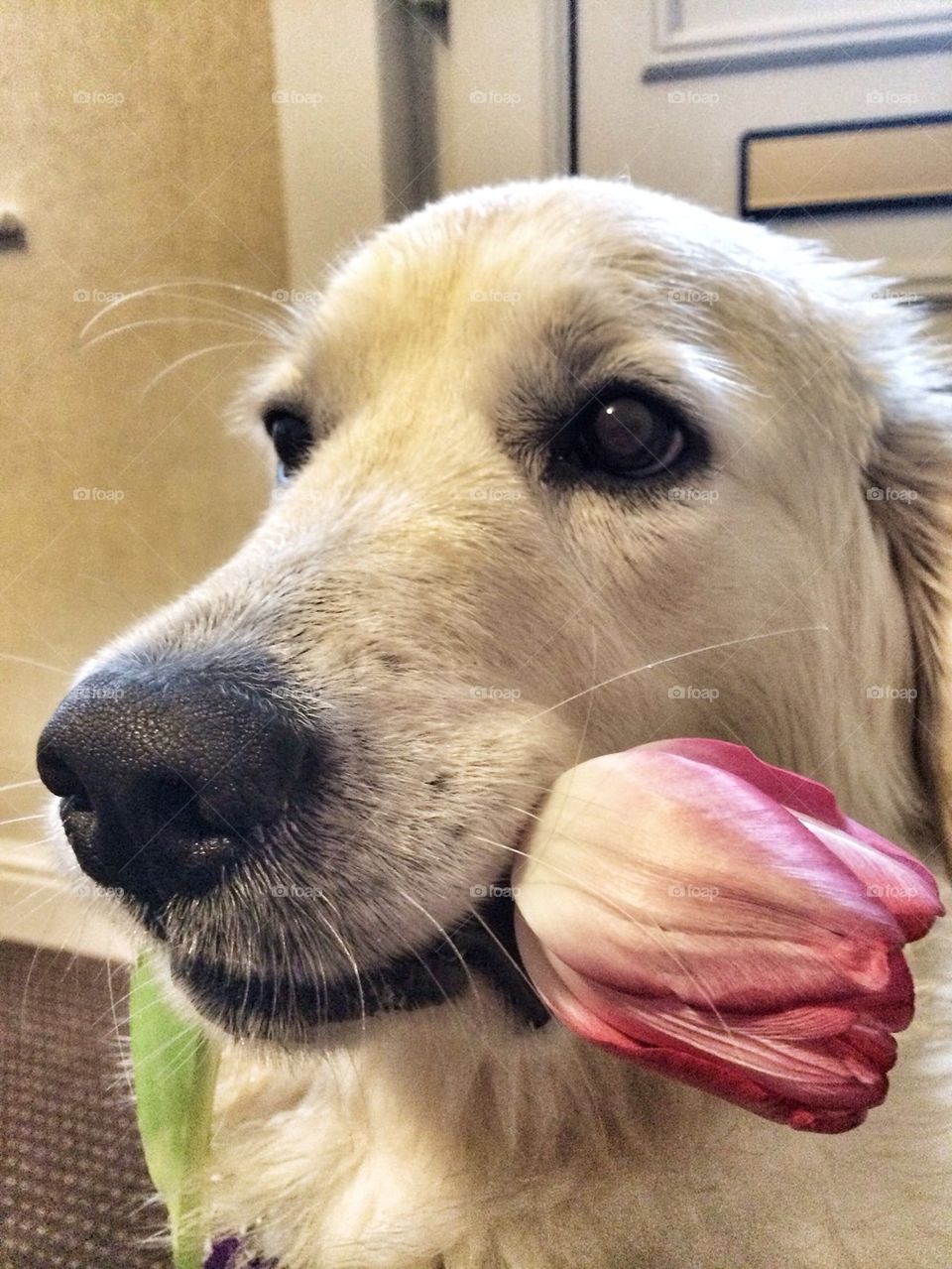 Zoe - Golden Retriever