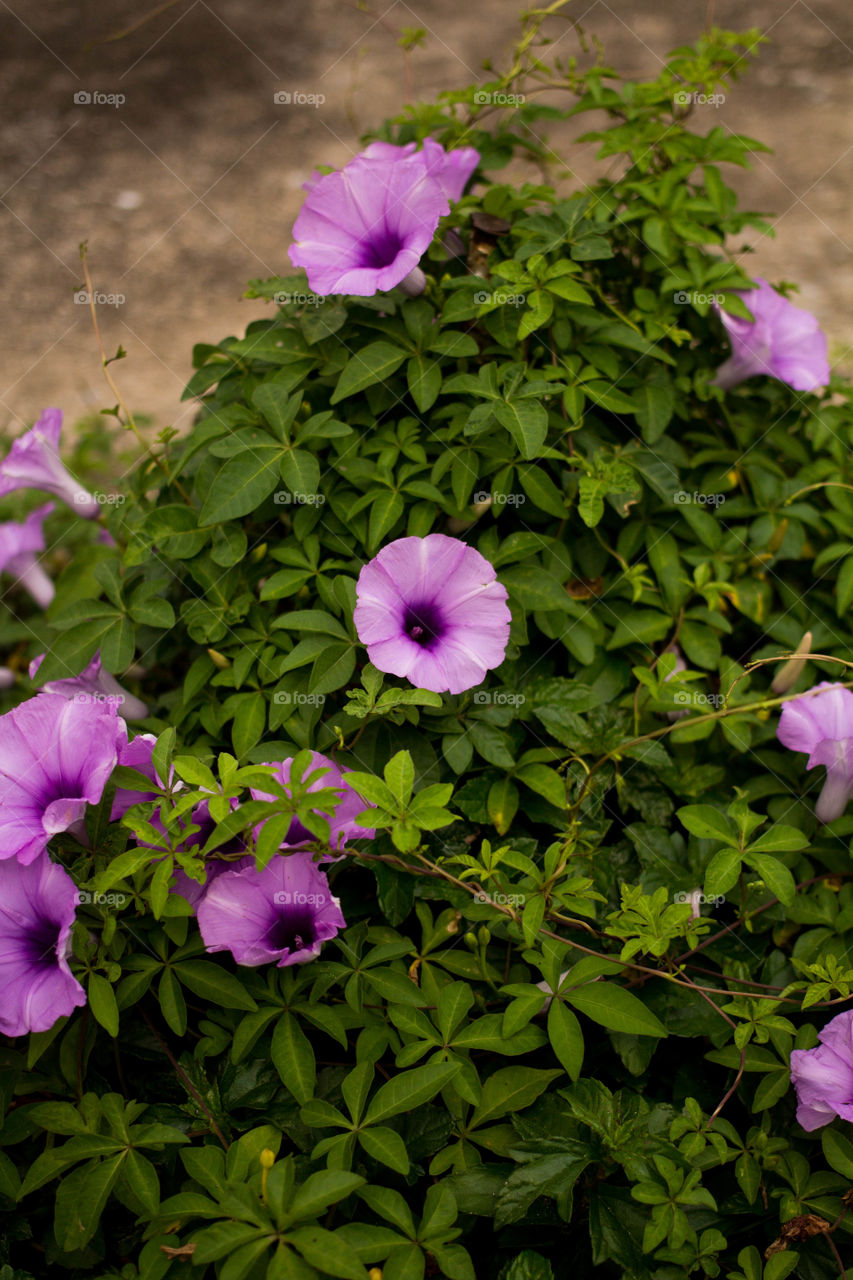 Purple Petunia flower in the garden