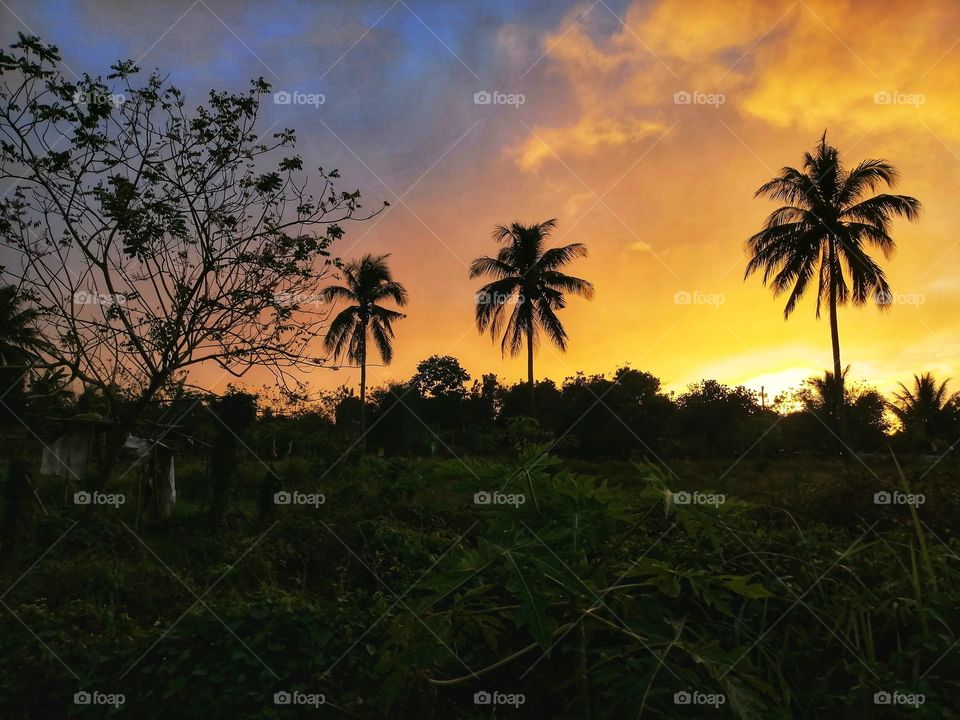 Sunset scene