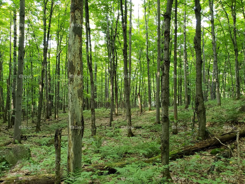 Lush green forest