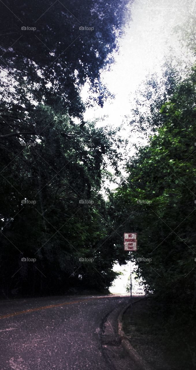 Curved Road. Tree Canopy