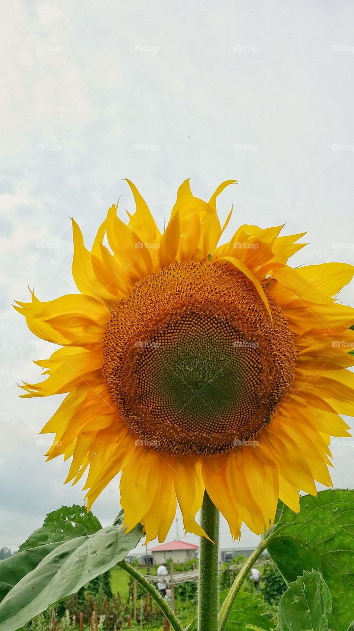 Sunflower II