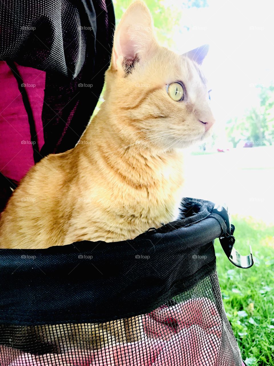Darling orange tabby cat loving sitting in his purple stroller outside underneath the tree! 