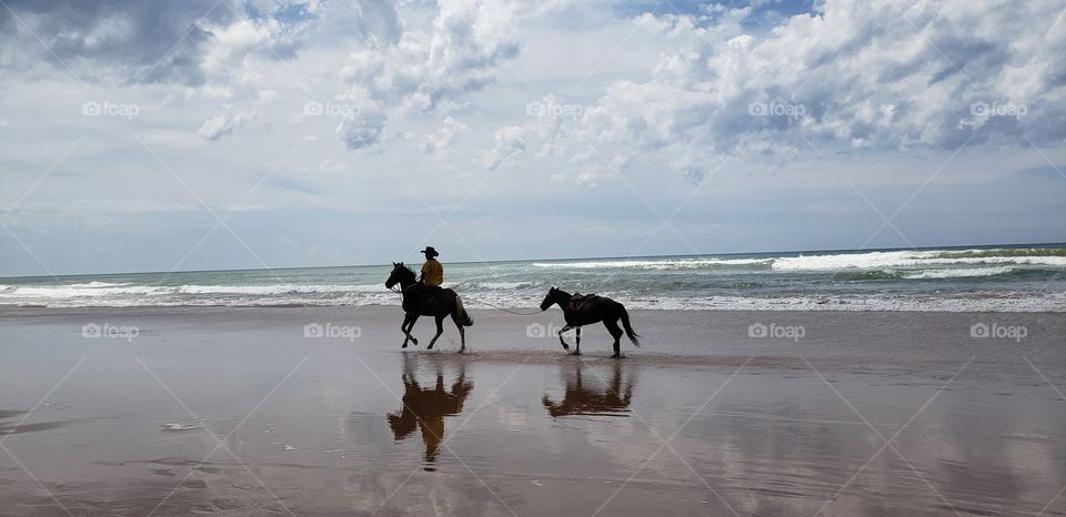 two horses in the beach