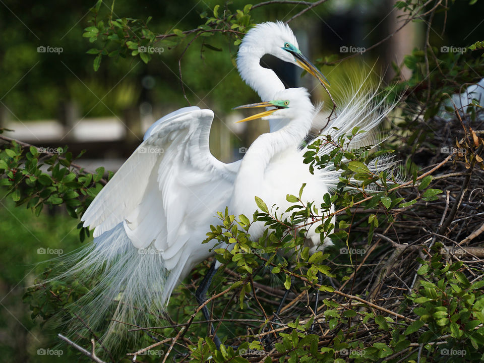 Two Egrets nesting