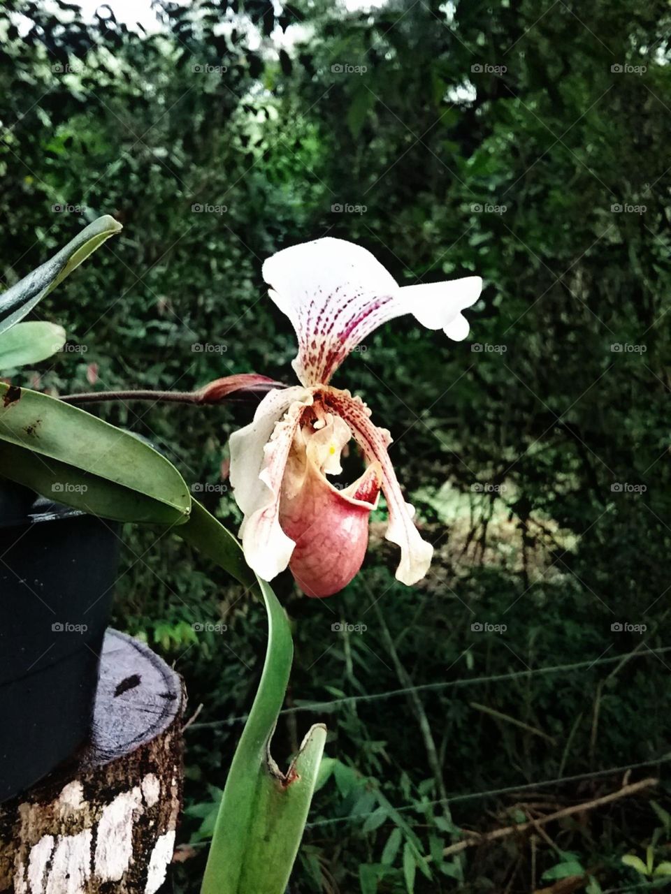 Orquidea sapatinho