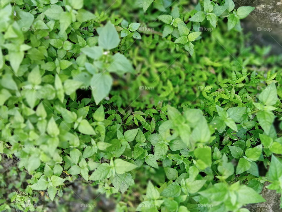 Green everywhere in monsoon