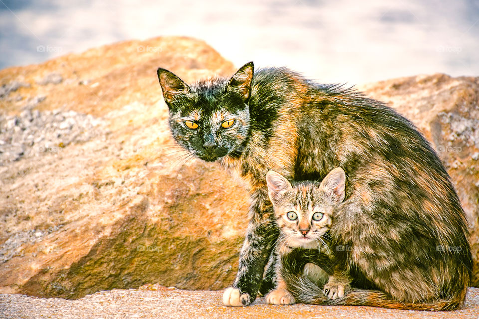 Mother Cat Protects Her Baby Kitten Outdoors
