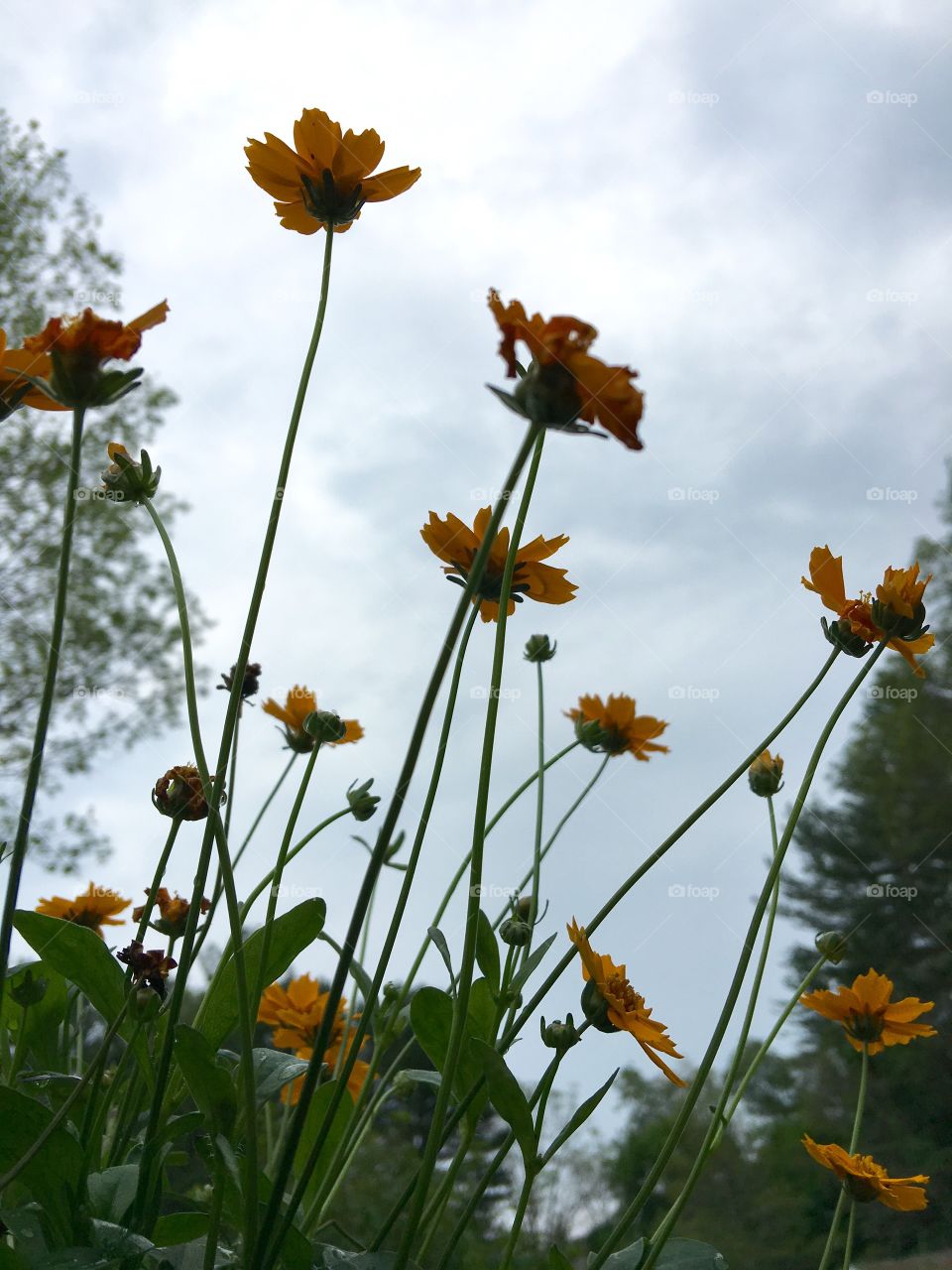 Tall Small Orange Flowers Against Gray Sky
