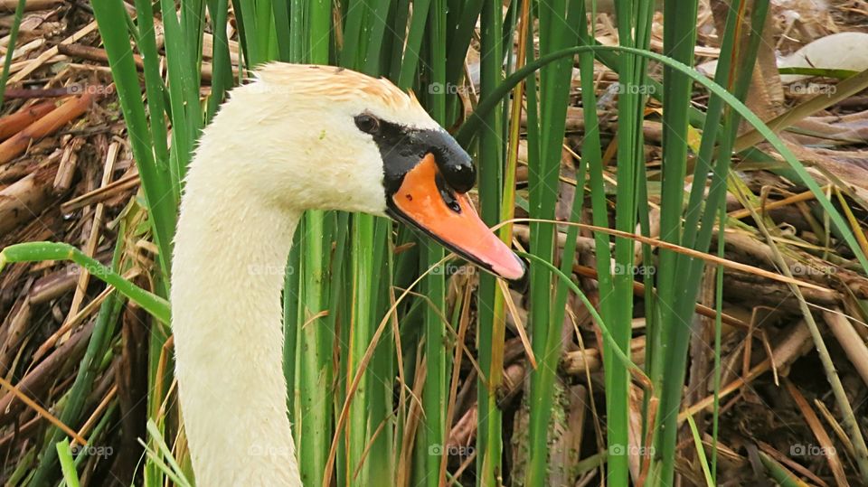 Swan close up