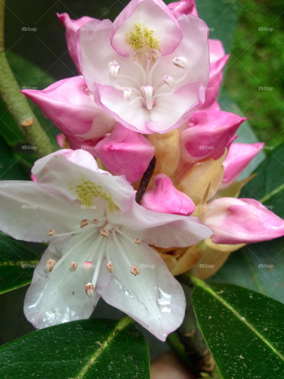 Pink Flower