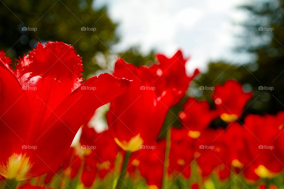 Red tulips . Pic taken at Topikap Palace, Istanbul (May, 2015)