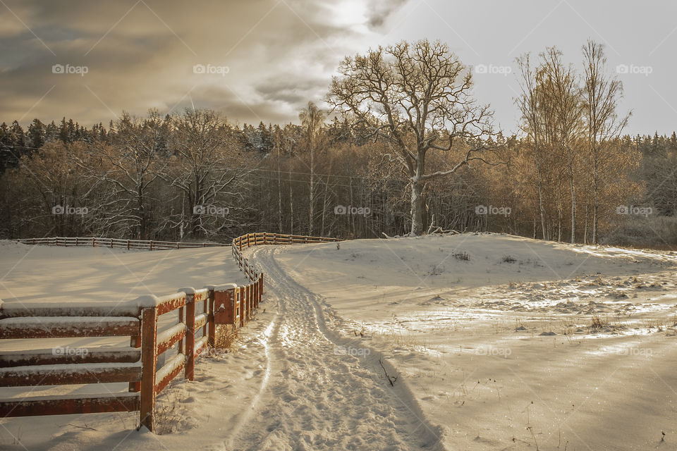 Winter landscape 