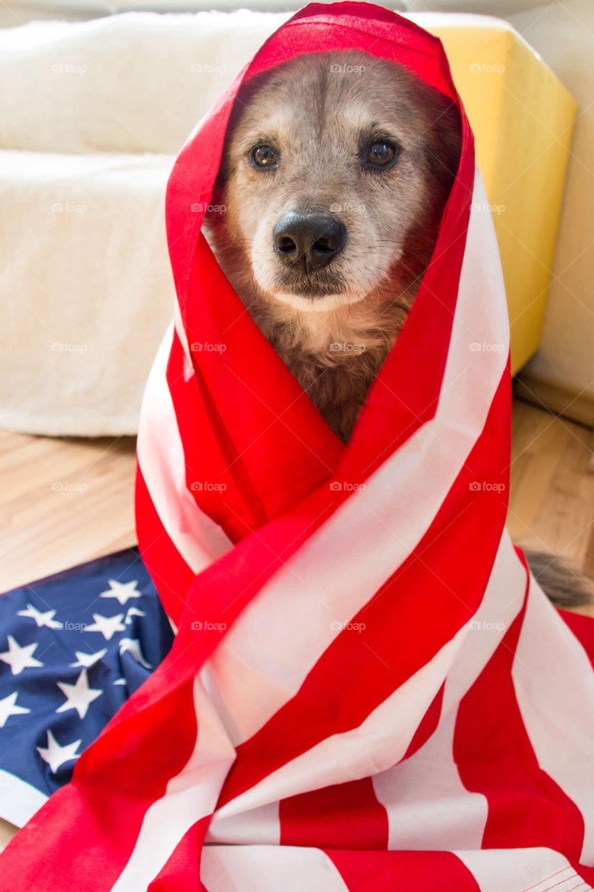 American dog