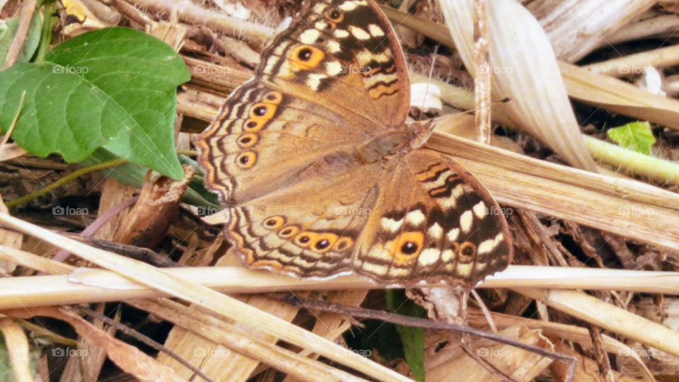 Lemon pansy Butterfly