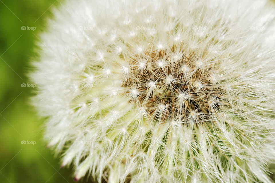 Close-up of the fluff of a dandelion seed head