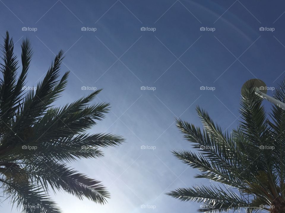 Palms in contrast to bright sky. 